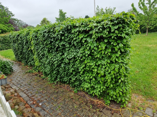 Bøgehæk fjernelse og bortskaffelse