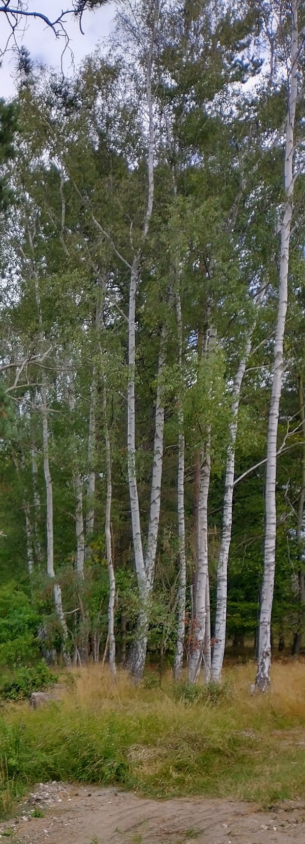 Fælde små træer, grave rødder op, planere og køre rødder og grene på genbrug
