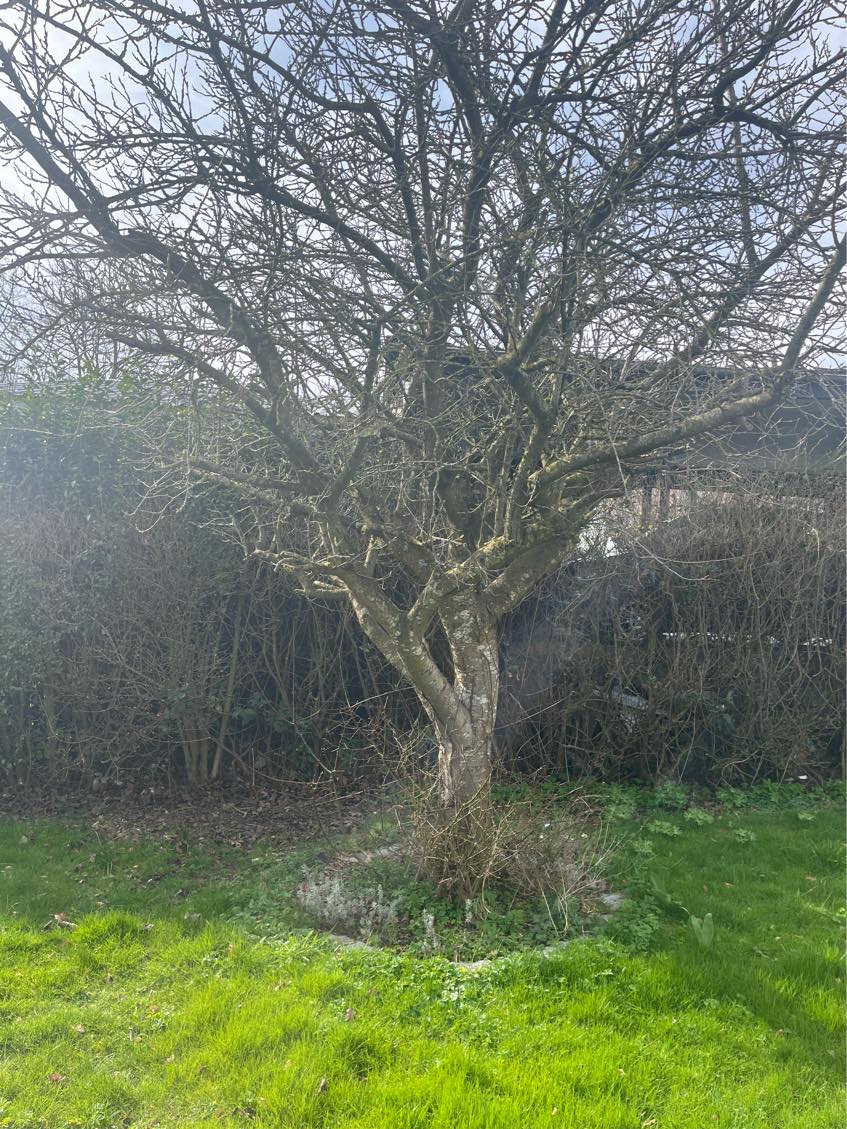 Træfældning og rodfræsning