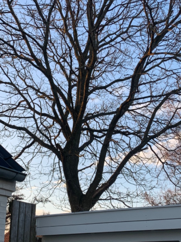 Træfældning uden hejselift