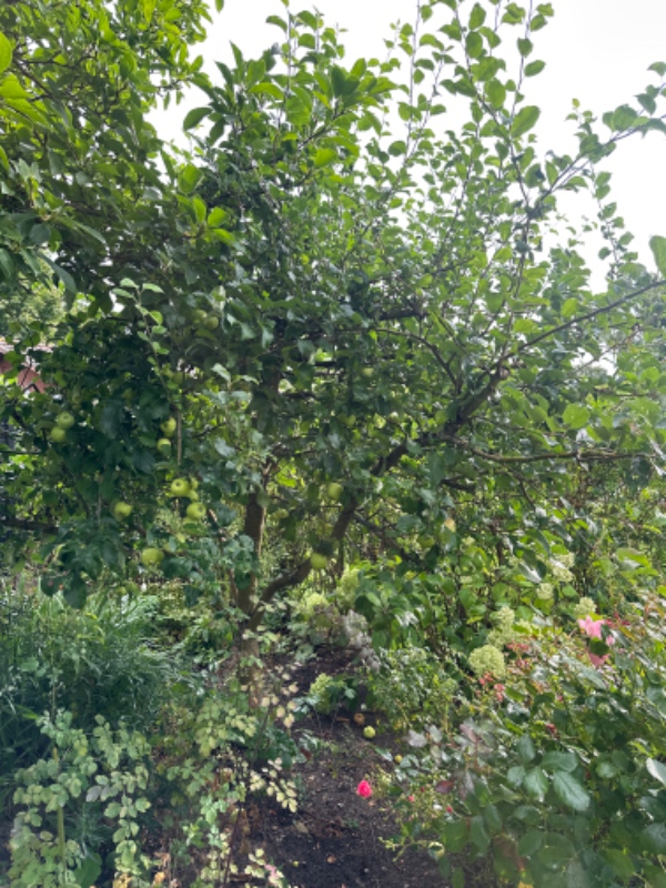 Beskæring af æble- og magnoliatræ