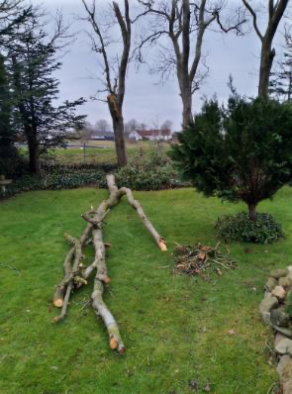 Beskæring/skovning af væltede træer