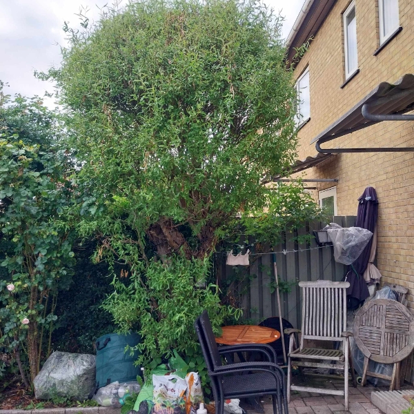 Beskæring af træ - tror det er et piletræ