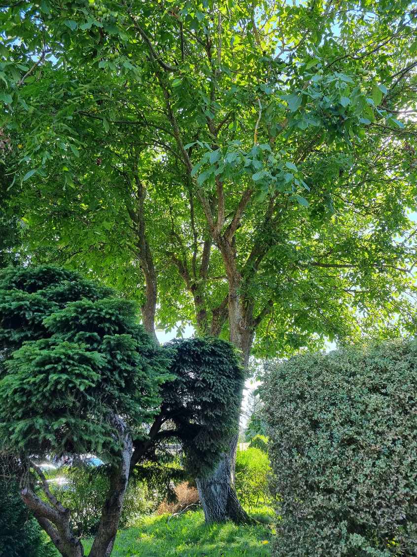 Hjælp til min have jeg skal have fældet 6 træer i min forhave og baghave