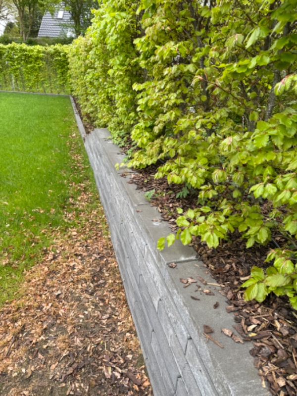 Lugning under bøgehæk