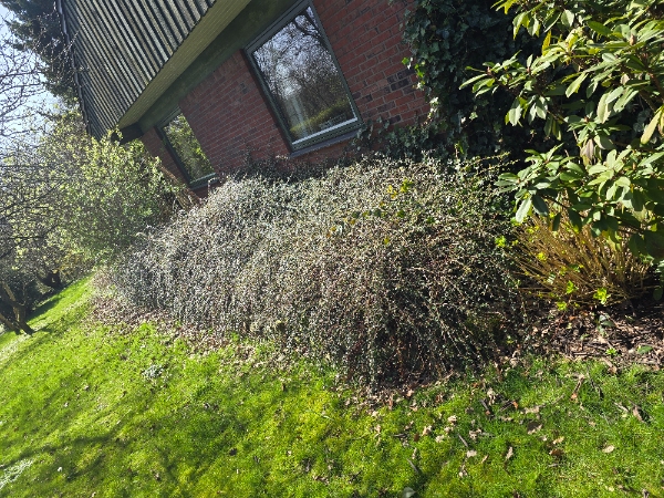 Hækfjernelse og græsslåning