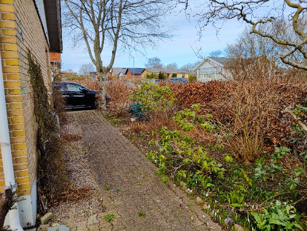 Græsplæneklipning og hæktrimning