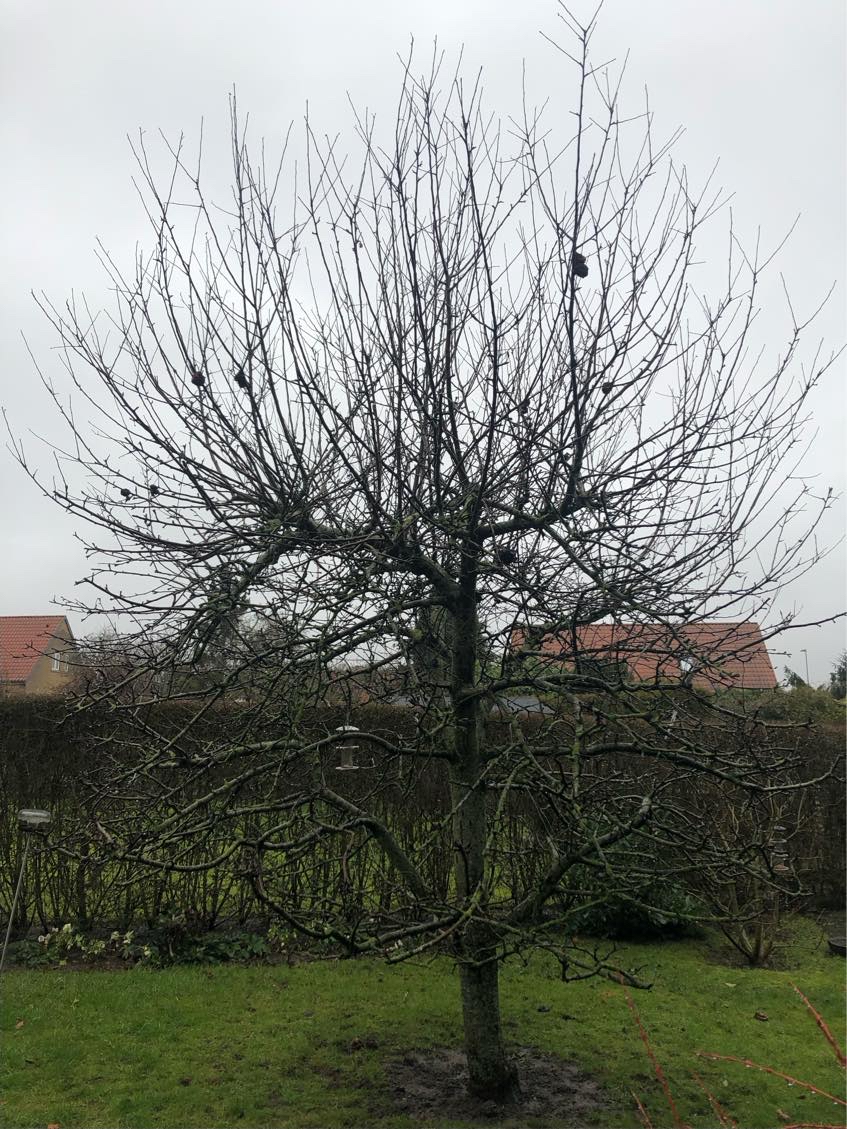 Beskæring af&nbsp;træ (vandris)