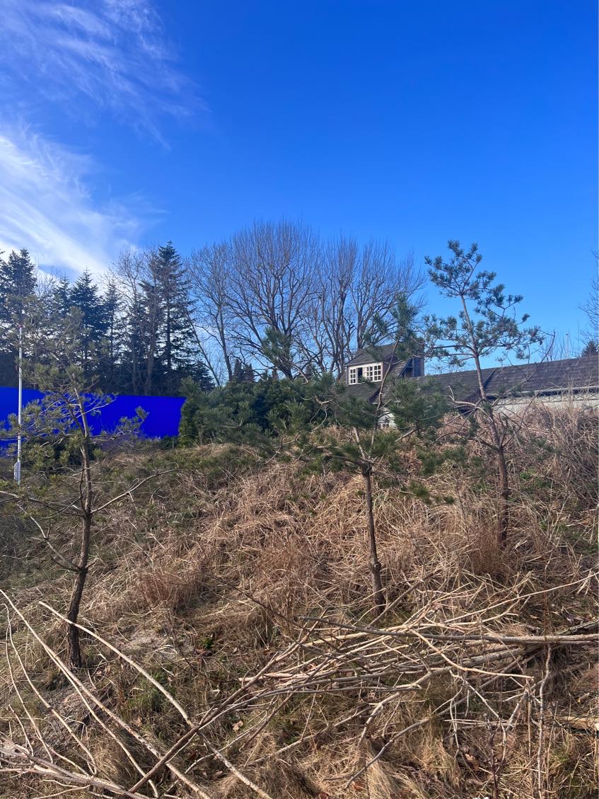 Opgravning af bergfyr 3 stk.