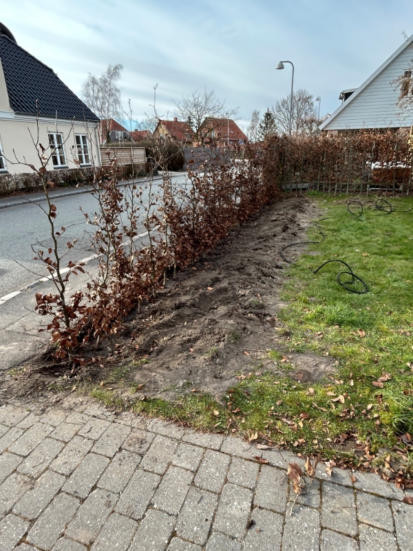 Genplantning af hæk - samt lægning af kantsten