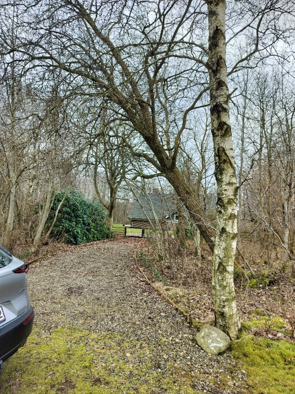 Fældning af stormvæltet træ