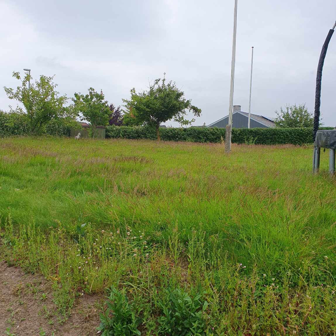 Hækklipning rundt om grunden