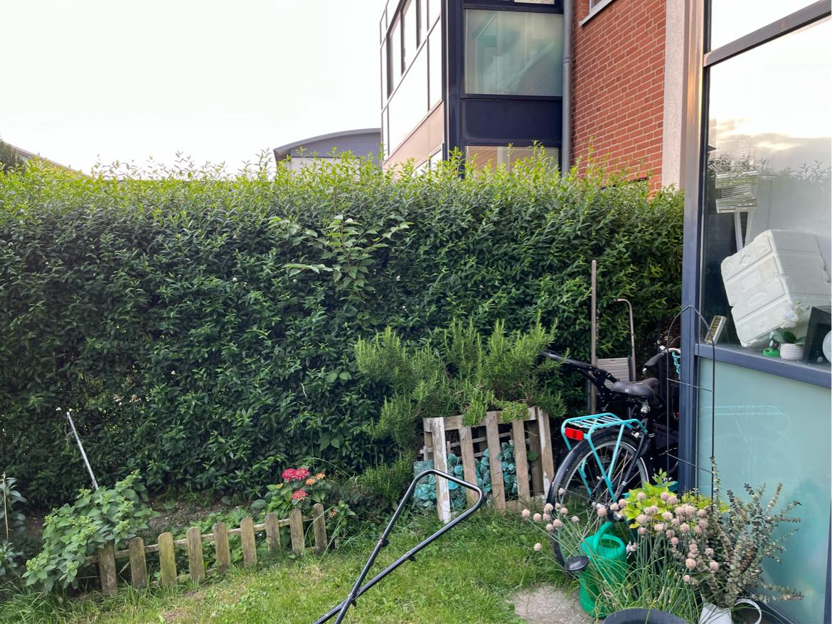 Klippe min hæk i stuelejlighed, skal kun klippes på begge sider på den ene hæk, 2 andre kun indvendig