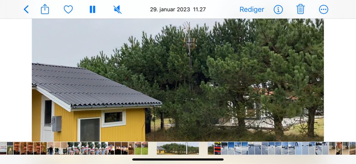 Beskære topskuddene på fyrretræer rundt om sommerhusgrund