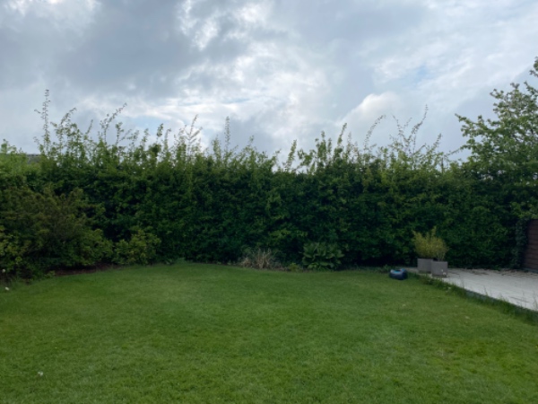 Hækklipning og buskfjerning