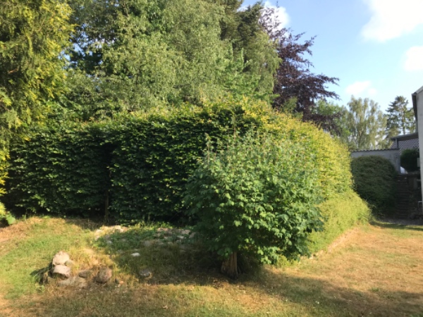 Klipning af bøgehæk