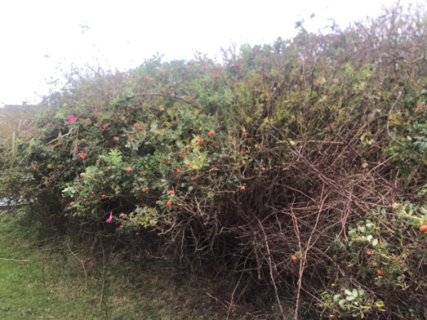 Have fjernet hybenbuske (krat) Ikke hele krattet, men det drejer sig om ca. 15-16m2