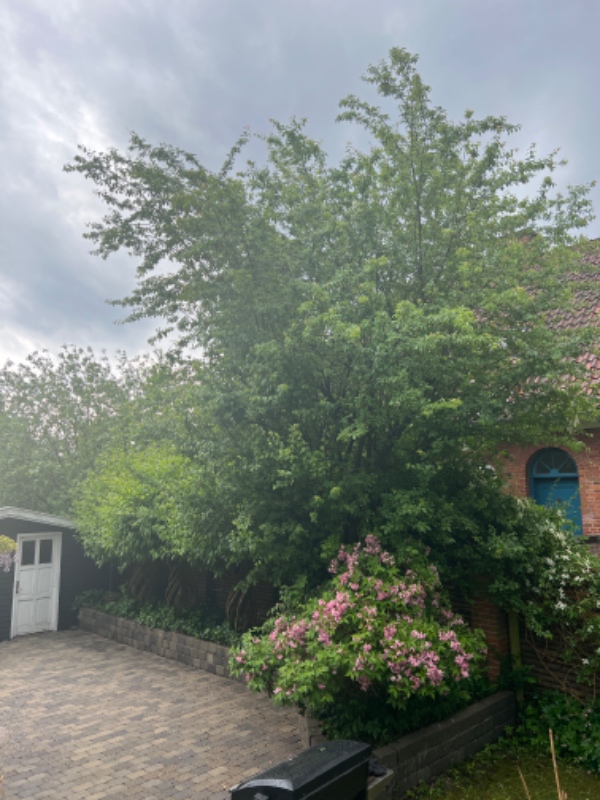 Beskæring af to træer