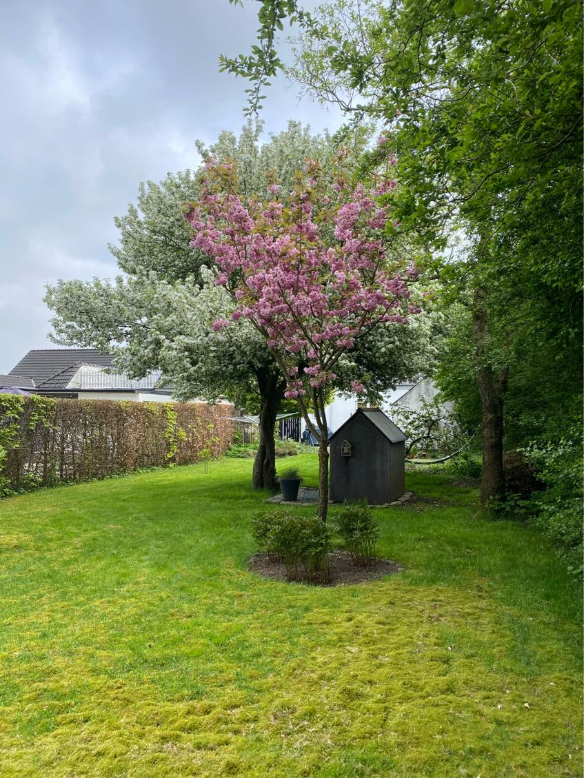 Klipning af hæk med bortkørsel
