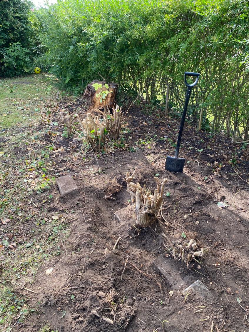 Opgravning af rødder og placering