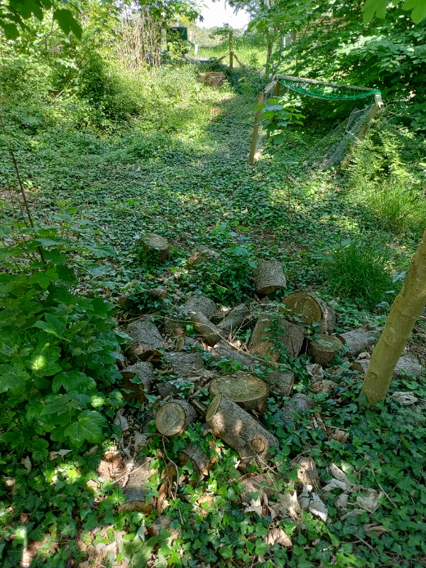 Kløve en masse brænde med en elektrisk brændekløver. Der er 11 træer. Se evt. Billeder