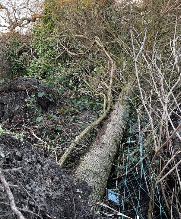 Ophugning af væltede træer samt bortskaffelse
