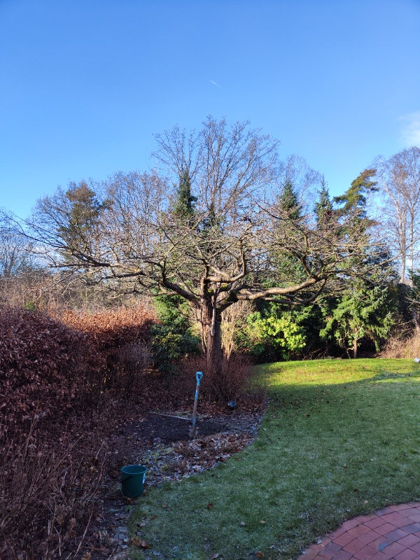 Beskæring af en kirsebær træ