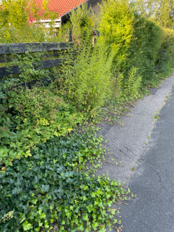 Hækklipning og mere