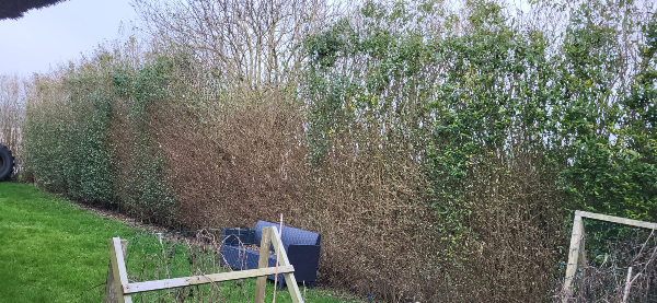 Beskæring af 50m hæk