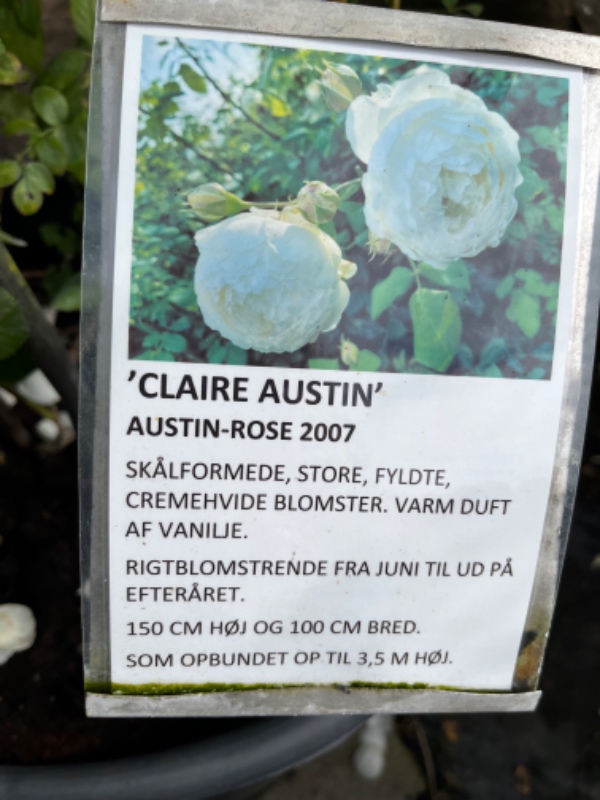 Luget ukrudt langs hegn