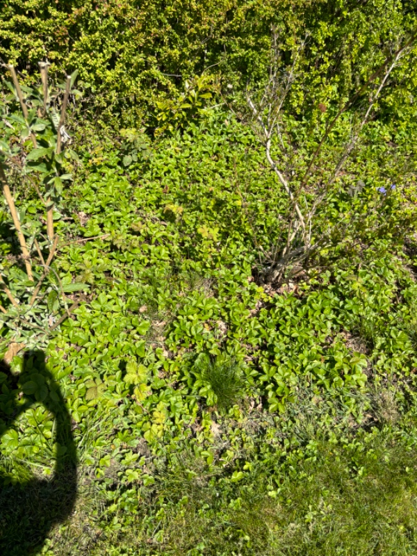 Lugning og havearbejde