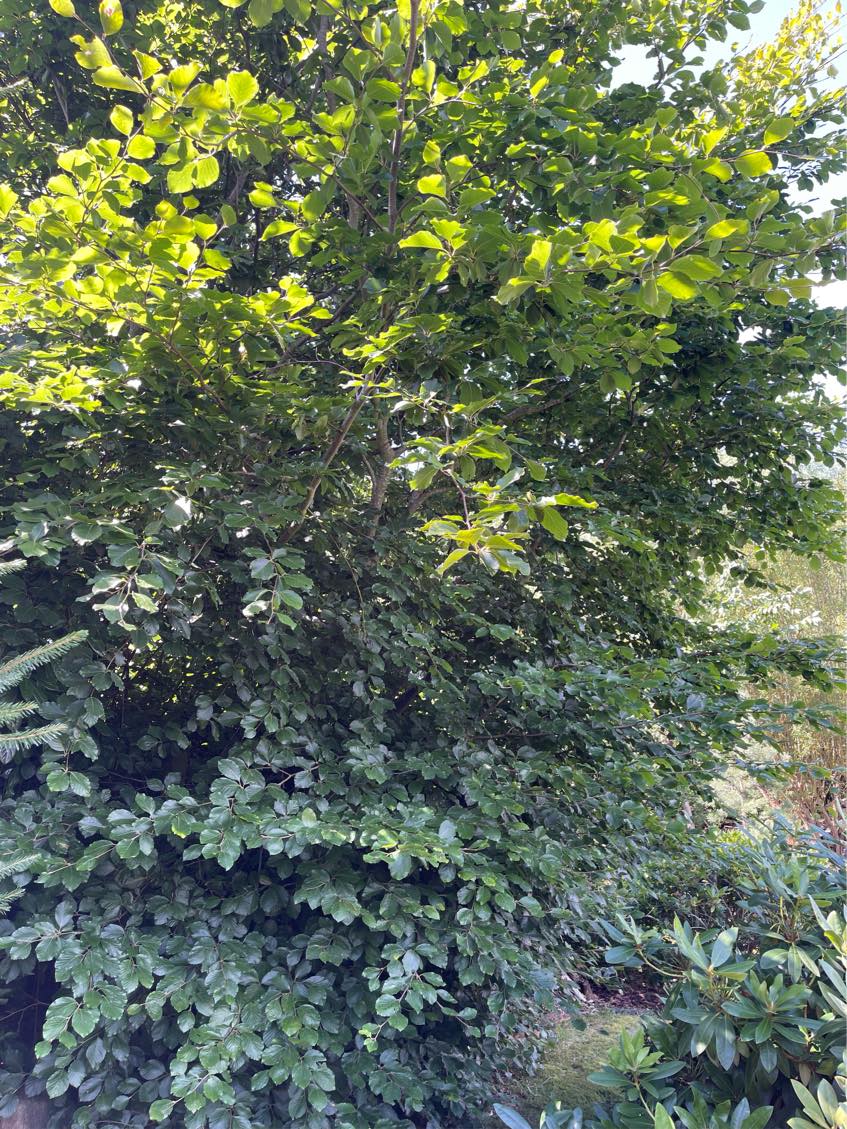 Beskæring af træer og buske