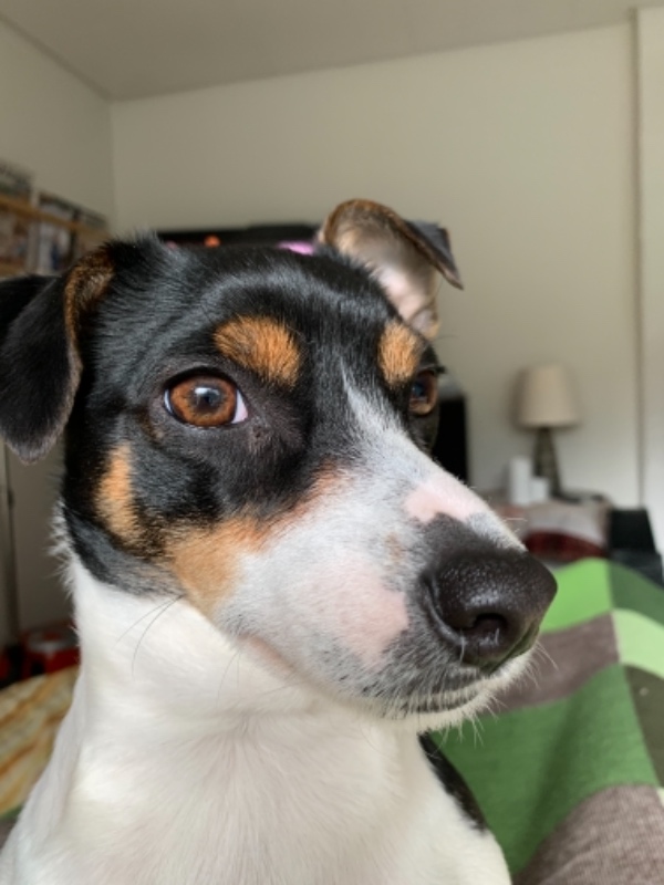 Hundepasser