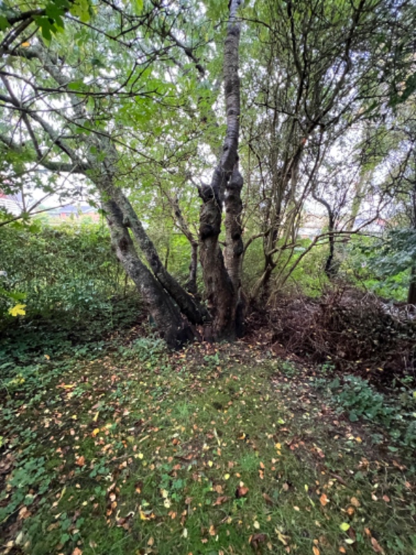 Fældning af kirsebærtræ