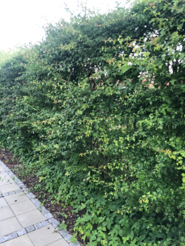 Hækklipning og bortskaffelse