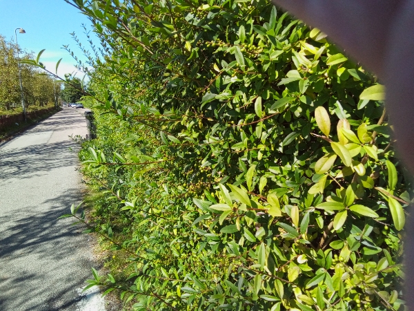 Hækkeklipning  og beskæring 2-3 buske