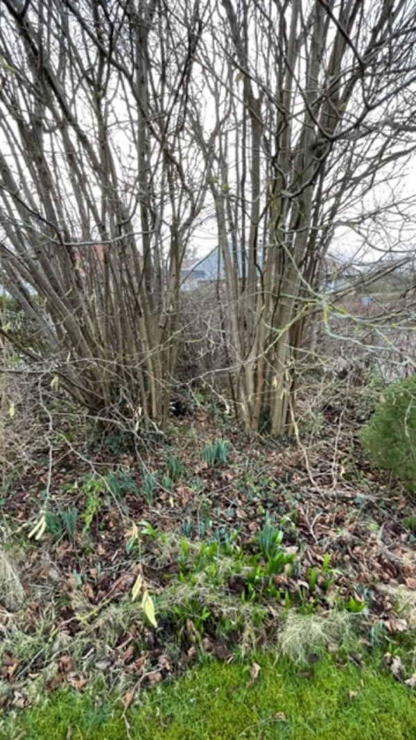 Beskæring af to hasseltræer