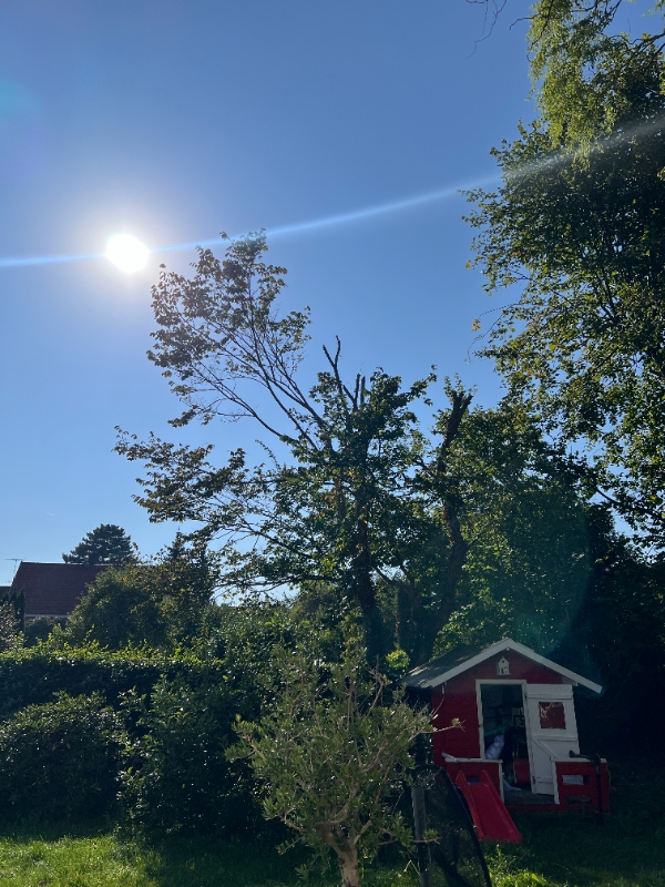 Tree cutting