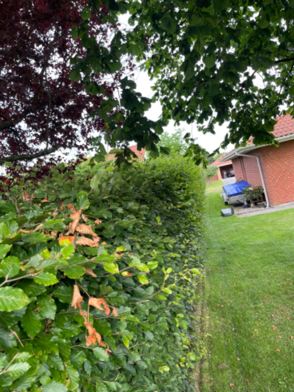 Klip af bøgehæk. Kræver en benzindrevet hækklipper.