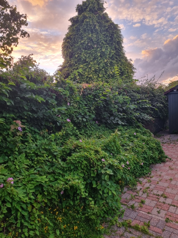 Hækklipning og ukrudtsfjernelse