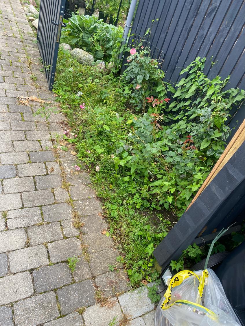 Ordne ukrudt i haven