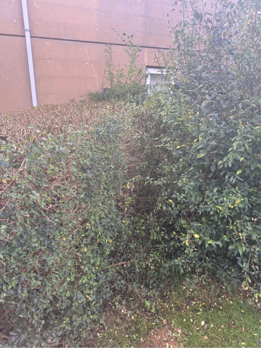 Klippet hæk, slået græs og fjerne ukrudt