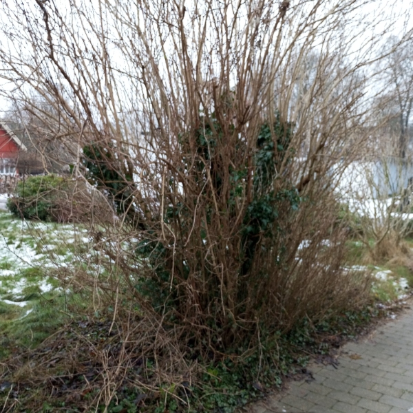 Klippe buske