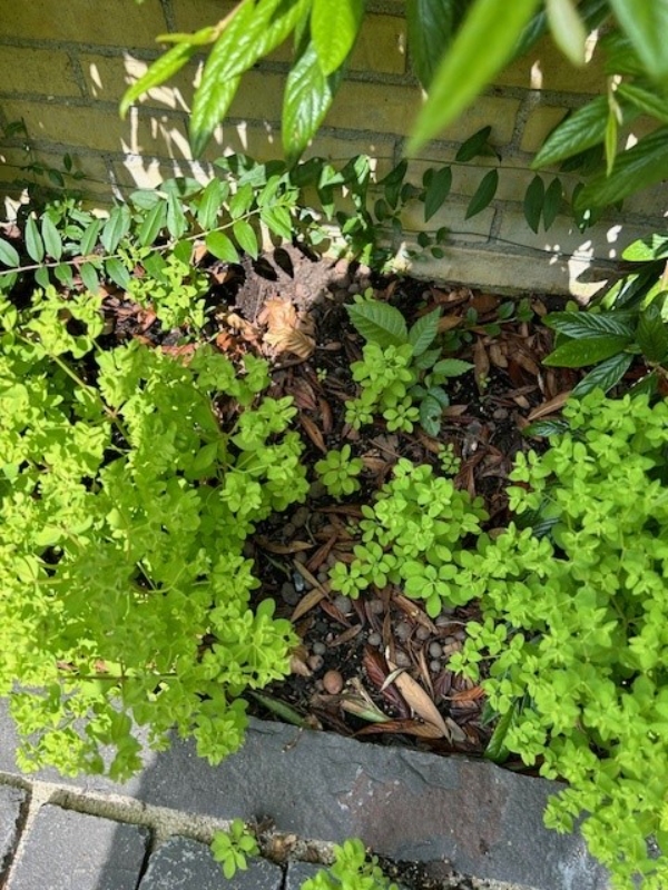 fjernelse af jord, ca. 3 m3