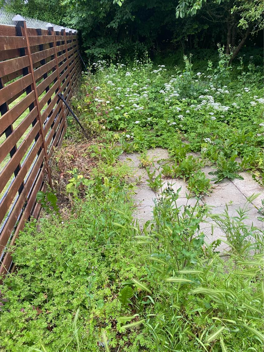 Alt græsset skal slås ned samt ukrudt skal fjernet