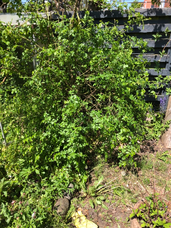 Nedtagelse af lille væksthus (placeret på plankeværk) og fældning/fjernelse af genstridig rosenbusk