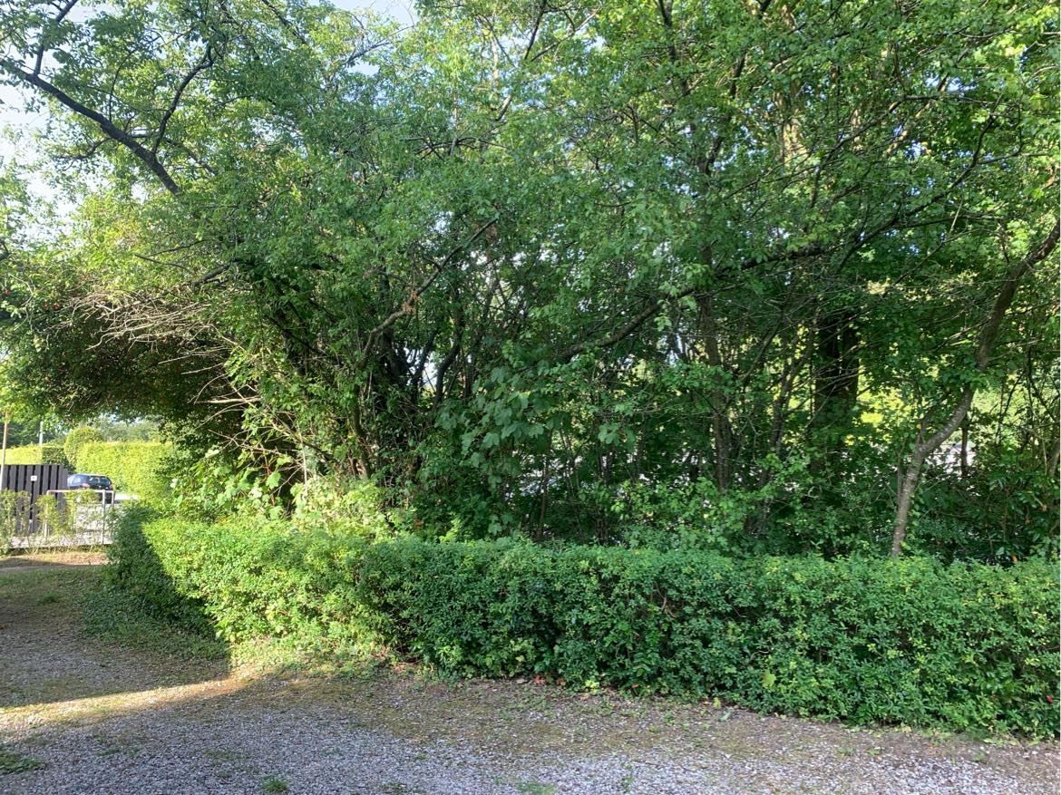 Beskærng af hæk og træer