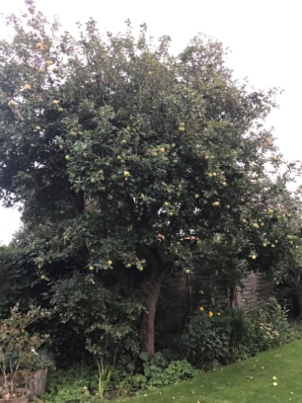 Beskæring af æbletræ, der har vokset sig alt for stort - omkring 4 meter højt.