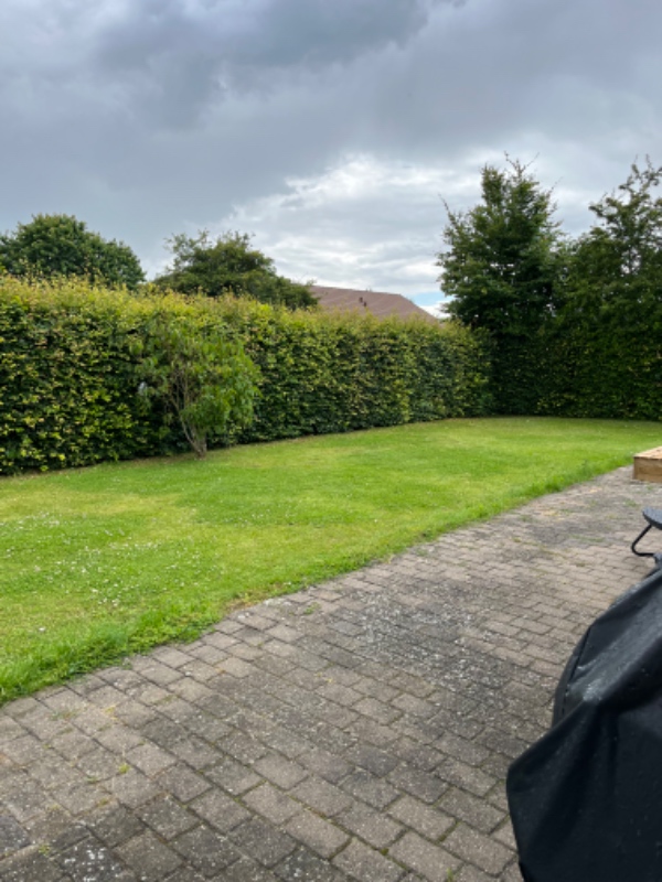 Bøgehæk klipning og oprydning