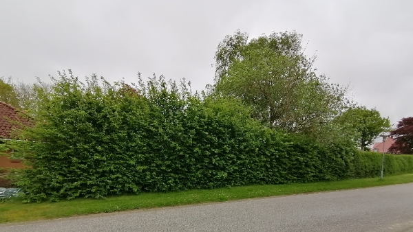 Klipning af avnbøg hæk